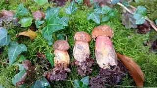 15 09 25 - Nouvelle prospection : de magnifiques Bolets &agrave; Pieds Rouge !