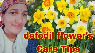  My garden update october 🌼🌹// daffodils flowers care tips (नर्गिस फूल )🏵️💐