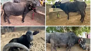 Best banni buffalo dairy farm Gujarat | buffalo sell in Gujarat | murrah buffalo farm 