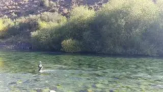 Long distance Spey cast in Limay River- In search of big trout-