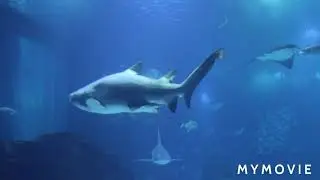 Aquatic beauty