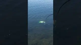 Nur nicht verzagen, Alle haben Spass,robbe Fischkutter gesunken , in Ufernähe mit der Angel gerettet