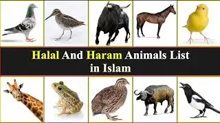Halal And Haram Animals list in Islam