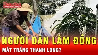 Nh&agrave; vườn thanh long L&acirc;m Đồng kh&oacute;c r&ograve;ng, mất trắng tiền tỷ sau lũ dữ | Tin tức 24h