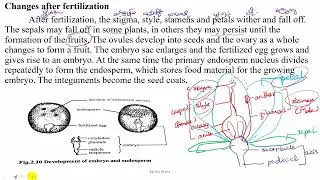 Grade 10 Chapter 5 Changes after fertilization