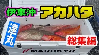 アカハタ ルアーゲーム総集編〜良型オオモンハタのエサ？〜伊東港 逹丸