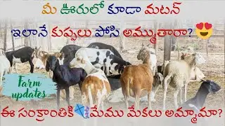 ఈ సంక్రాంతి కి మన ఫార్మ్లోని మేకలు అమ్మేమా? #truemeat #shorts #sheep #goat #goatfarming #pulivendula
