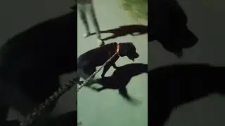 lebrador dog agresiv dog #doglover #trending #viral #denger #cutdog #sortvideo #youtubesort #pappy