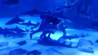sharks attack the diver ! shark bite hand! Акула! Атакует!  Ныряльщик!  Кормление акул. Океанариум!