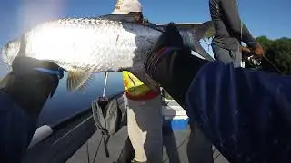 Some more Light tackle tarpon action (Trinidad Fishing)