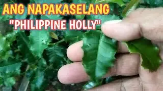 UPDATE SA MGA NA HUNT SA TANAY+PHIL.HOLLY+BIGNAY PUGO