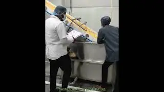Sweet Corn Processing Line | Full Automation in Action