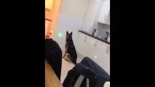 German sheaperd vs green laser