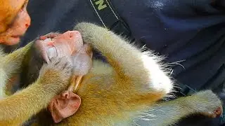 Barry Is A Small Monkey So Sleepy, But Sweet Pear Jr Always Interrupted!!!