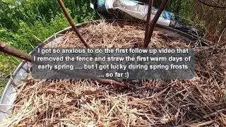 Winterizing fig tree update 2 - new growth - part 3 #zone6 #fig #tree #winter #tips #howto