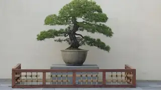Pinus densiflora 'Aurea'