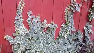 Variegated English Ivy / Hedera helix variety