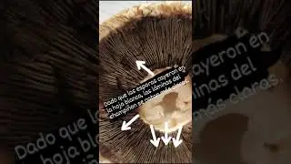 Obtenci&oacute;n de una esporada