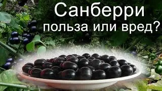 Ягода Санберри - как вырастить.  Часть 2.