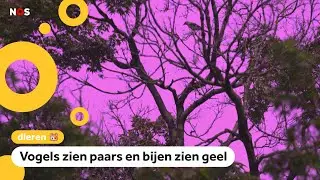Nieuwe camera laat zien hoe dieren de wereld zien