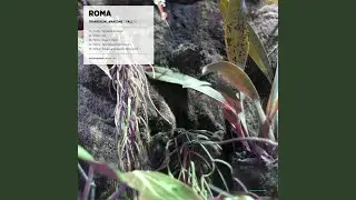 Transexual Amazone (Remo Remix)