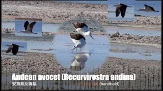 Andean Avocet 安第斯反嘴鹬.