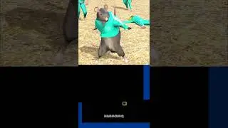 When Rat Dance enters Squid Game 🔥