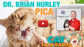 Cat Talk Radio - Pica with Dr. Brian Hurley