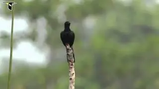 Glossy-mantled Manucode
