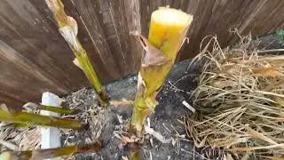 How to protect Banana Plant in Winter for Dallas Weather ? Simple 5 steps👇👇👇