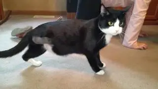 cute three legged cat