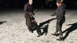 Baghira z Jukasu - first protection training - 3 months old