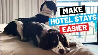 3 Things To Make Your Hotel Stay Easier With Your Dog