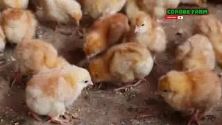 How To Make $15000 With 2000 Chicks ONLY! Top Secret Revealed!