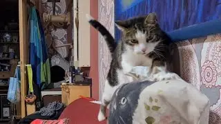 Erst nur Arbeit kein Vergnügen und dann noch Abendessen-Diebe? 🐱 