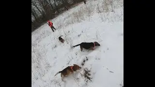 RABBIT HUNTING 2021