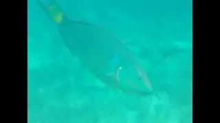 DEC 30, 2024 - Snuba Diving at Key Largo