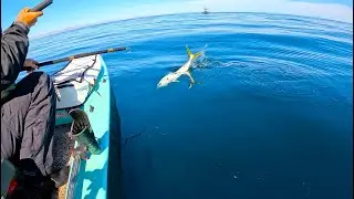 Journey To The Golden Reef | Yellowtail Solo Skiff Fishing The Sea of Cortez Baja California | SDFS