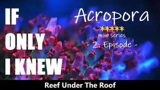 PH in a Reef Tank/ Acropora Series - Ep # 2 (Kalkwasser, CO2 Scrubber...)