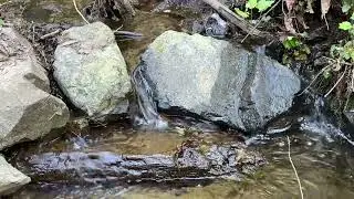 Forest Spring Brook Stream ASMR 4K Chill