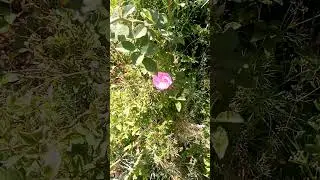 Tiny rose flower surrounded by other plants. #rose   #nature #flowervideo #plants #roseflower