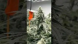Grape Fun Dip #7 - Day 41