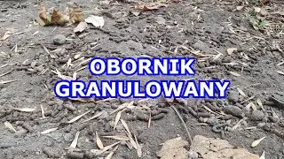 Obornik granulowany - czy jest tak dobry jak mówią? ;)