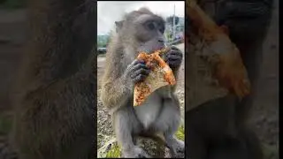When you find out pizza isn't just for humans #monkey #eating #asmr #pizza #satisfying