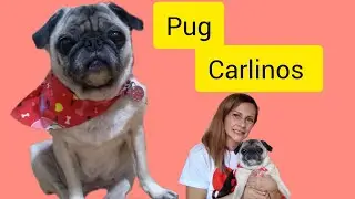PUG &oacute; CARLINOS 🦮raza de perros muy tiernos 😊