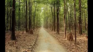 #SITABANI FOREST ZONE CORBETT PARK | #JUNGLE #SAFARI