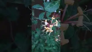 Lonicera caprifolium | goat leaf honeysuckle #flowers #shorts #youtubeshorts #short #honeysuckle