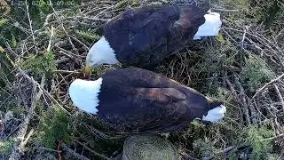 Bald eagles Ellie and Eddy.  Ellie gets something stuck on her beak.  January 25, 2026