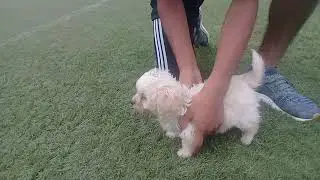 Coco papa
