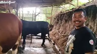 Sangkuriang !! Spek Kontes Bukan Yahhhh.... 
